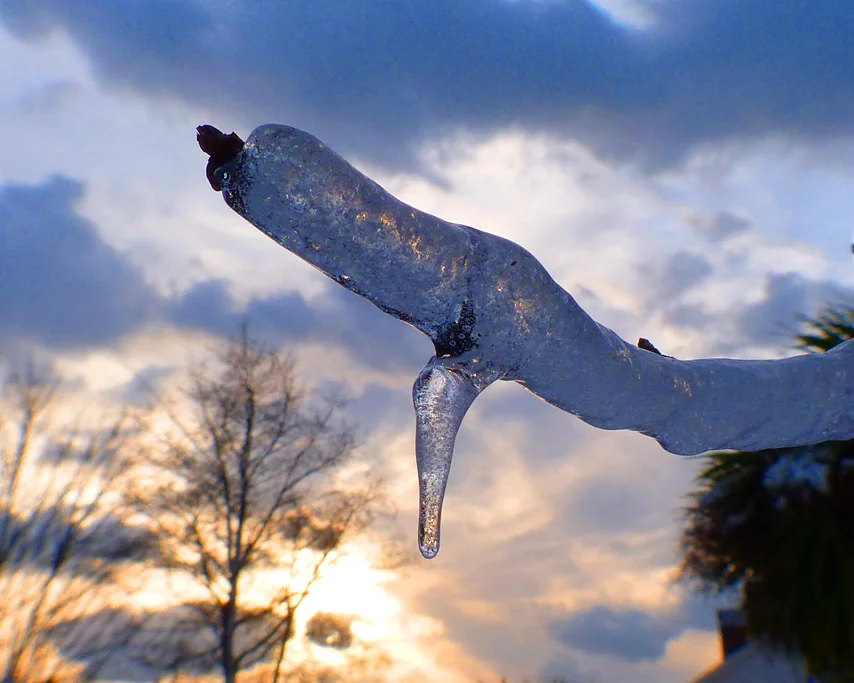 FL ice twig.jpg
