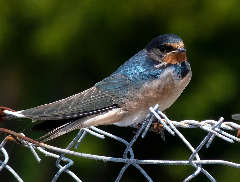 FL Swallow Oatlands 19Jul13 b.jpg