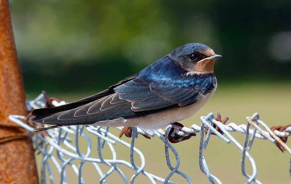 FL Swallow Oatlands 19Jul13 i.jpg