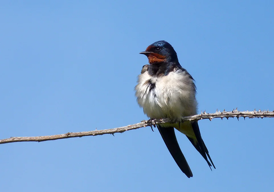 FL Swallow Pulias 15May13 b.JPG