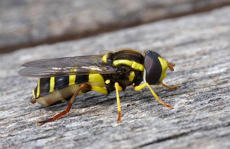 FL Xanthogramma pedissequum STE 12May13.jpg