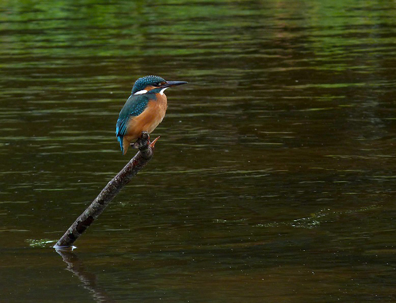 Kingfisher RDB 11Oct12 a crop.JPG