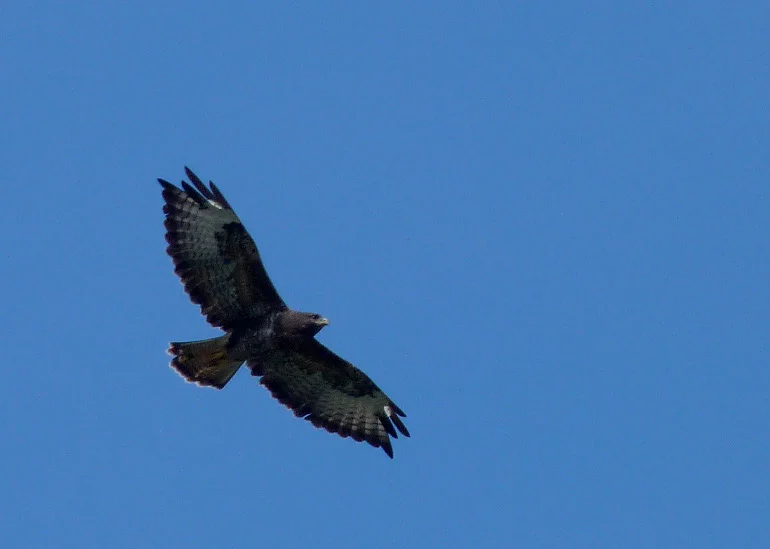 Buzzard STE 8Sep12.JPG