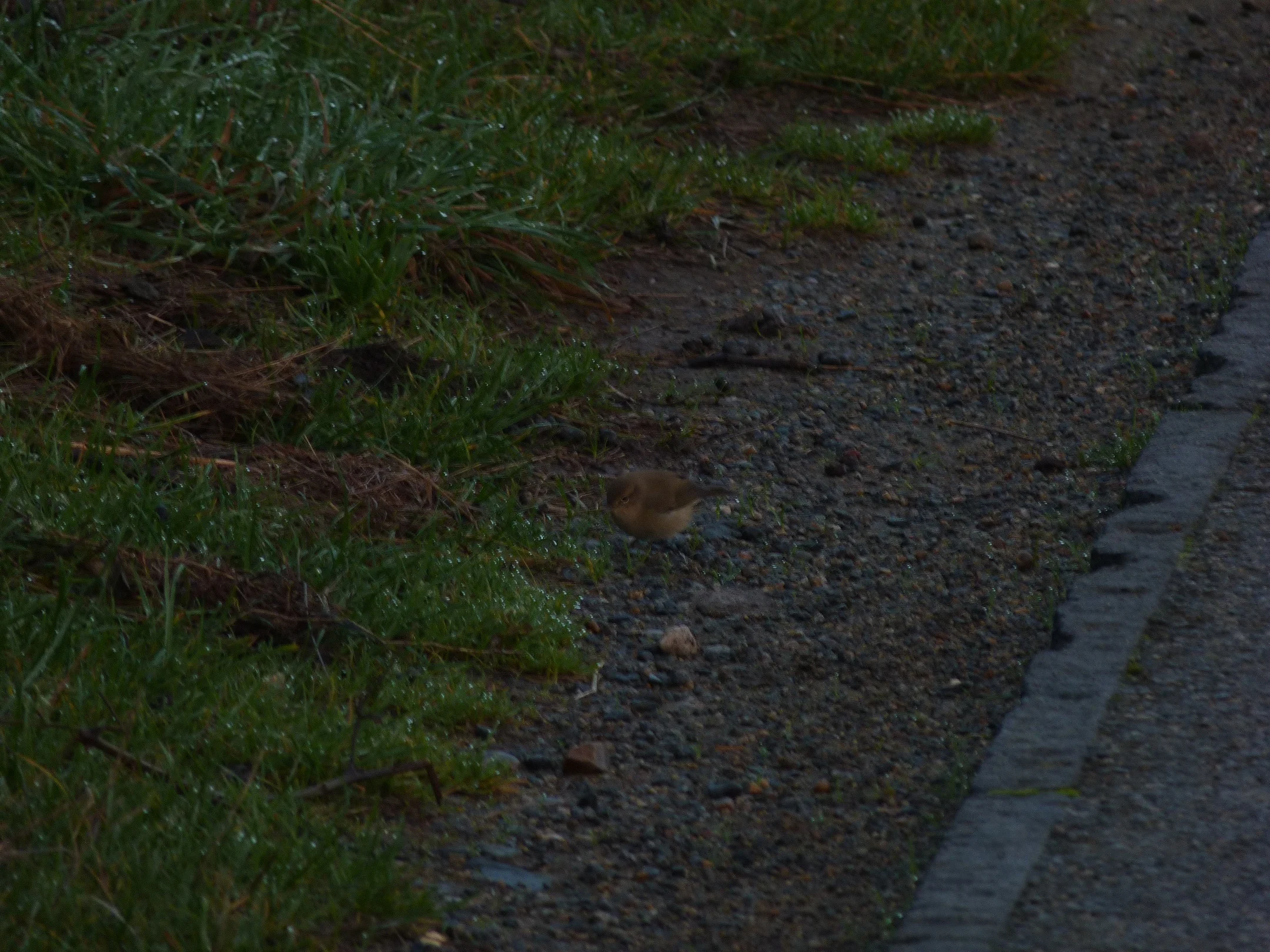 Chiffchaff Plein 23Oct12.JPG