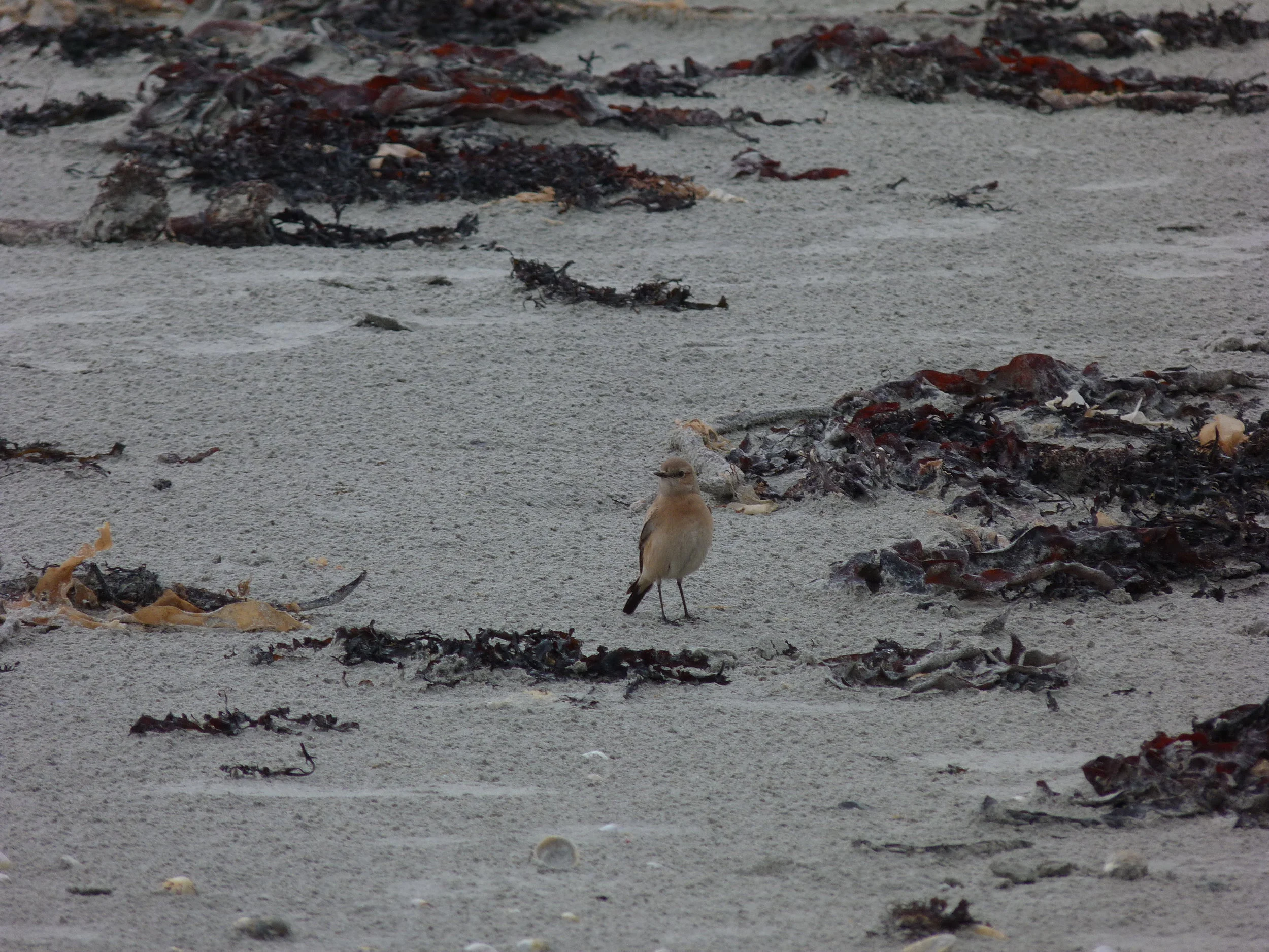 Desert Wheatear Vazon 6Dec12 a.JPG