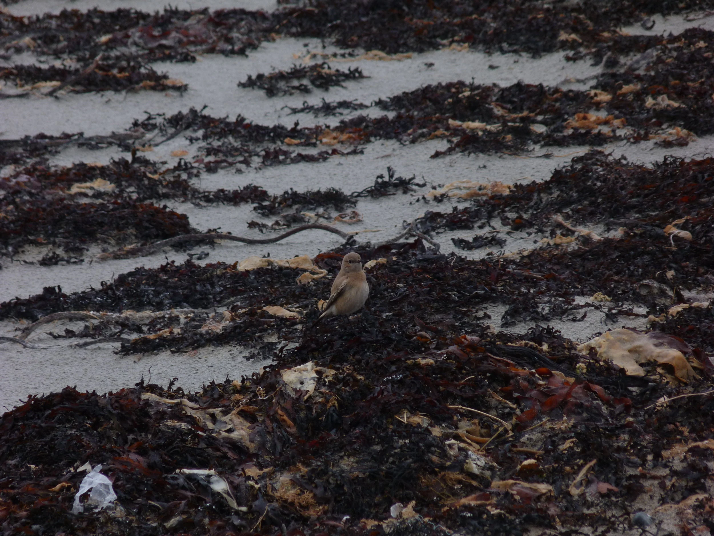 Desert Wheatear Vazon 6Dec12 b.JPG