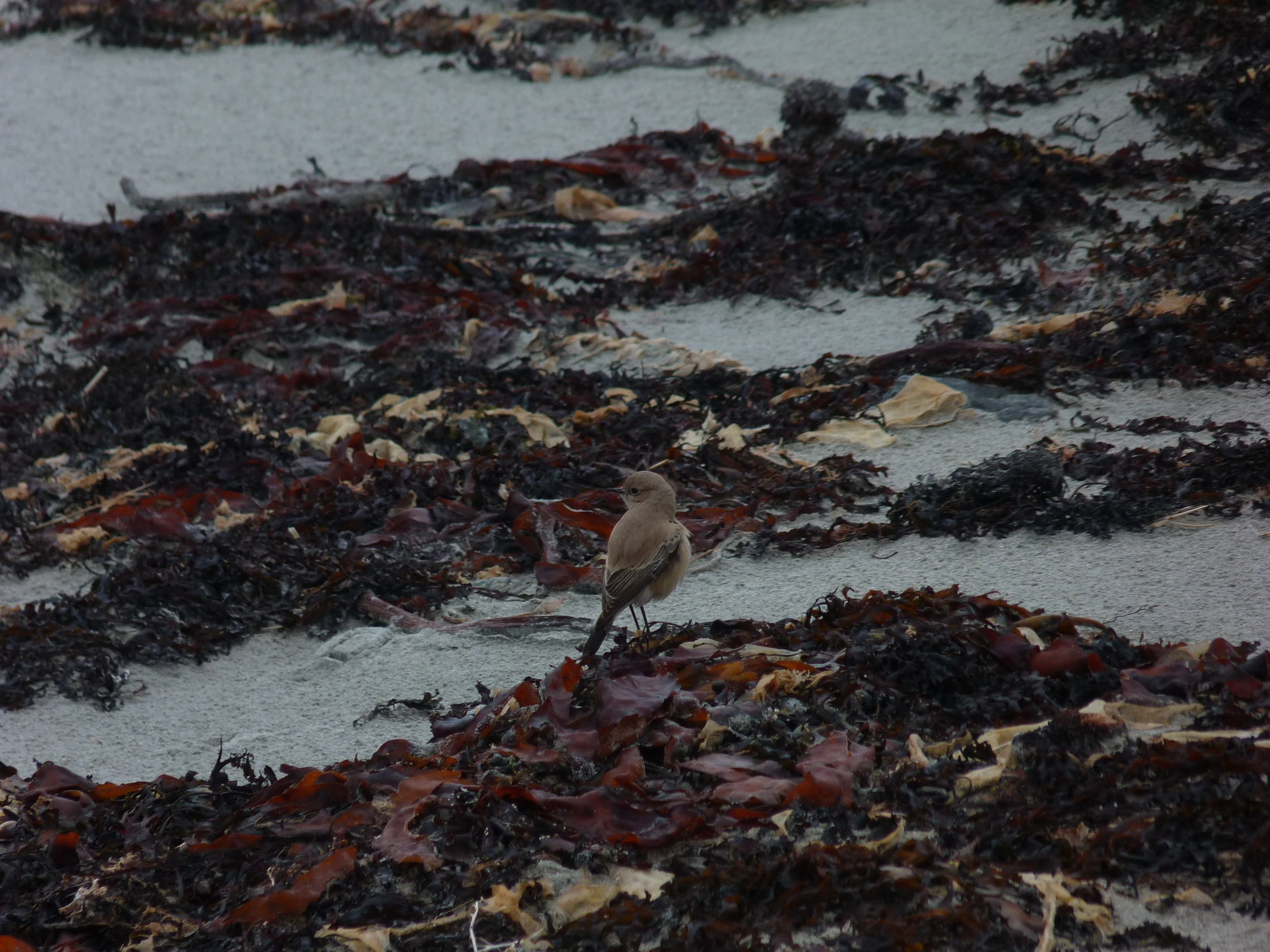 Desert Wheatear Vazon 6Dec12 c.JPG