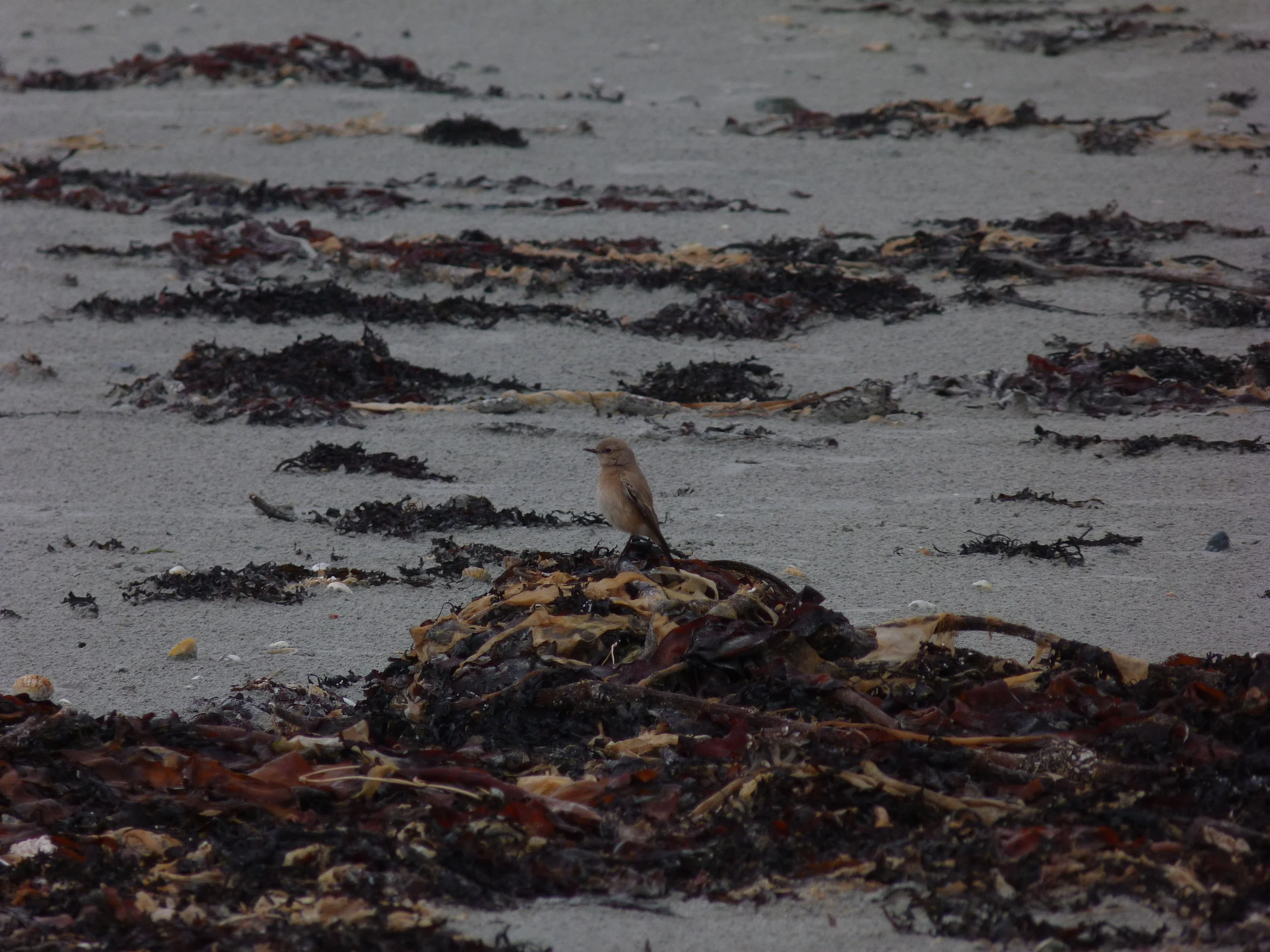 Desert Wheatear Vazon 6Dec12 e.JPG