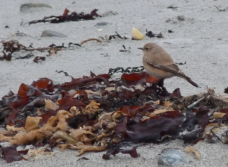 Desert Wheatear Vazon 8Dec12 a.JPG