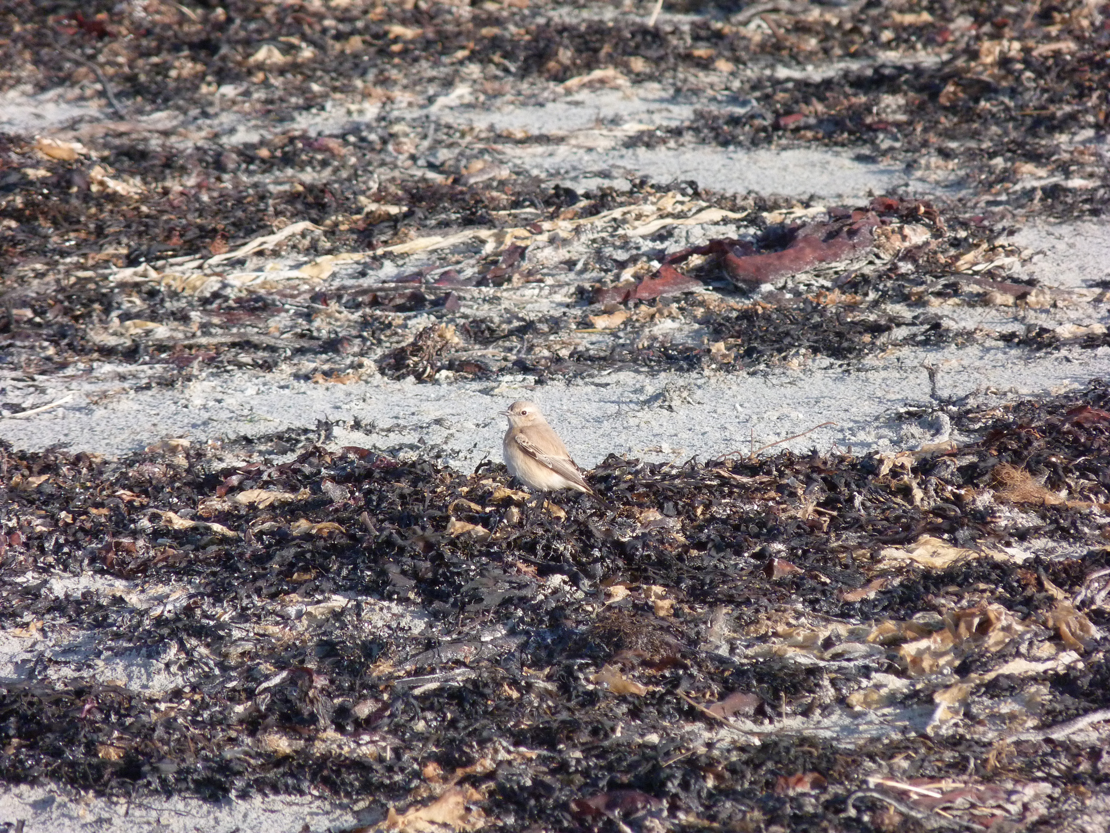Desert Wheatear Vazon 10Dec12 a.JPG