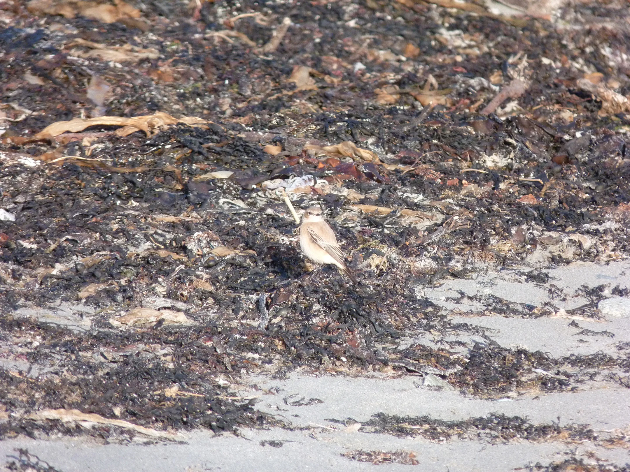 Desert Wheatear Vazon 10Dec12 c.JPG