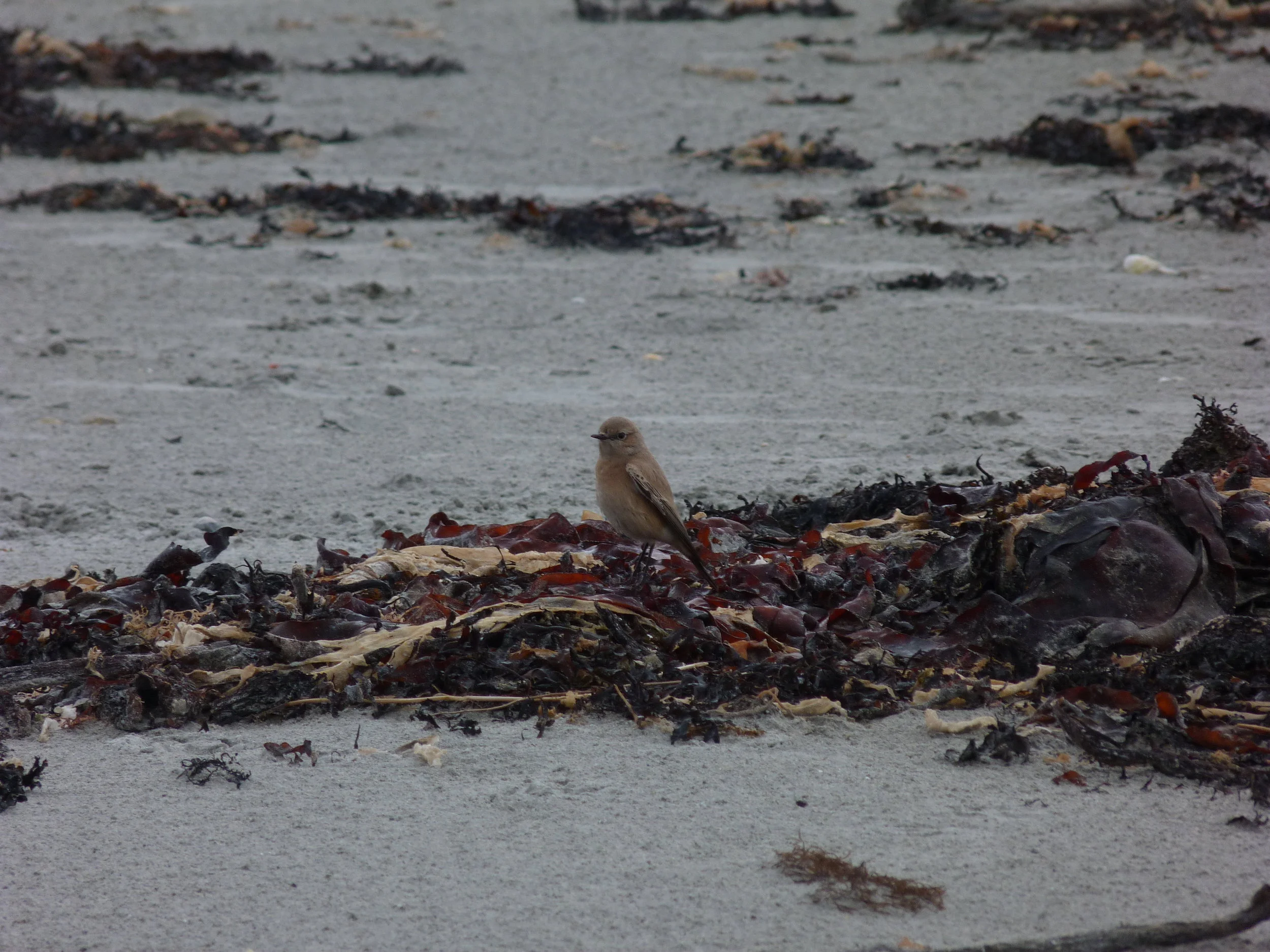 Desert Wheatear Vazon 6Dec12 g.JPG