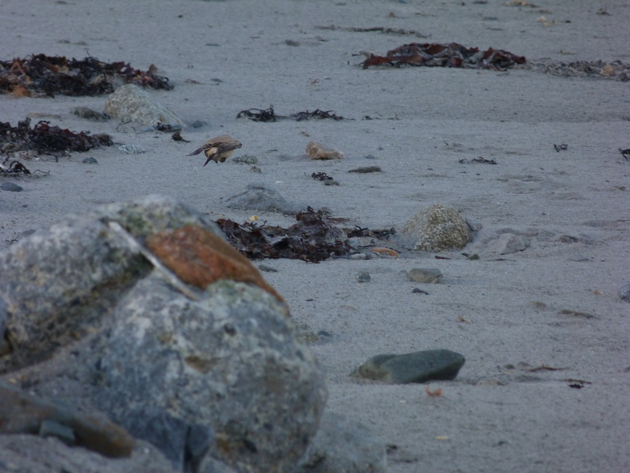 Desert Wheatear Vazon 10Dec12 f.JPG