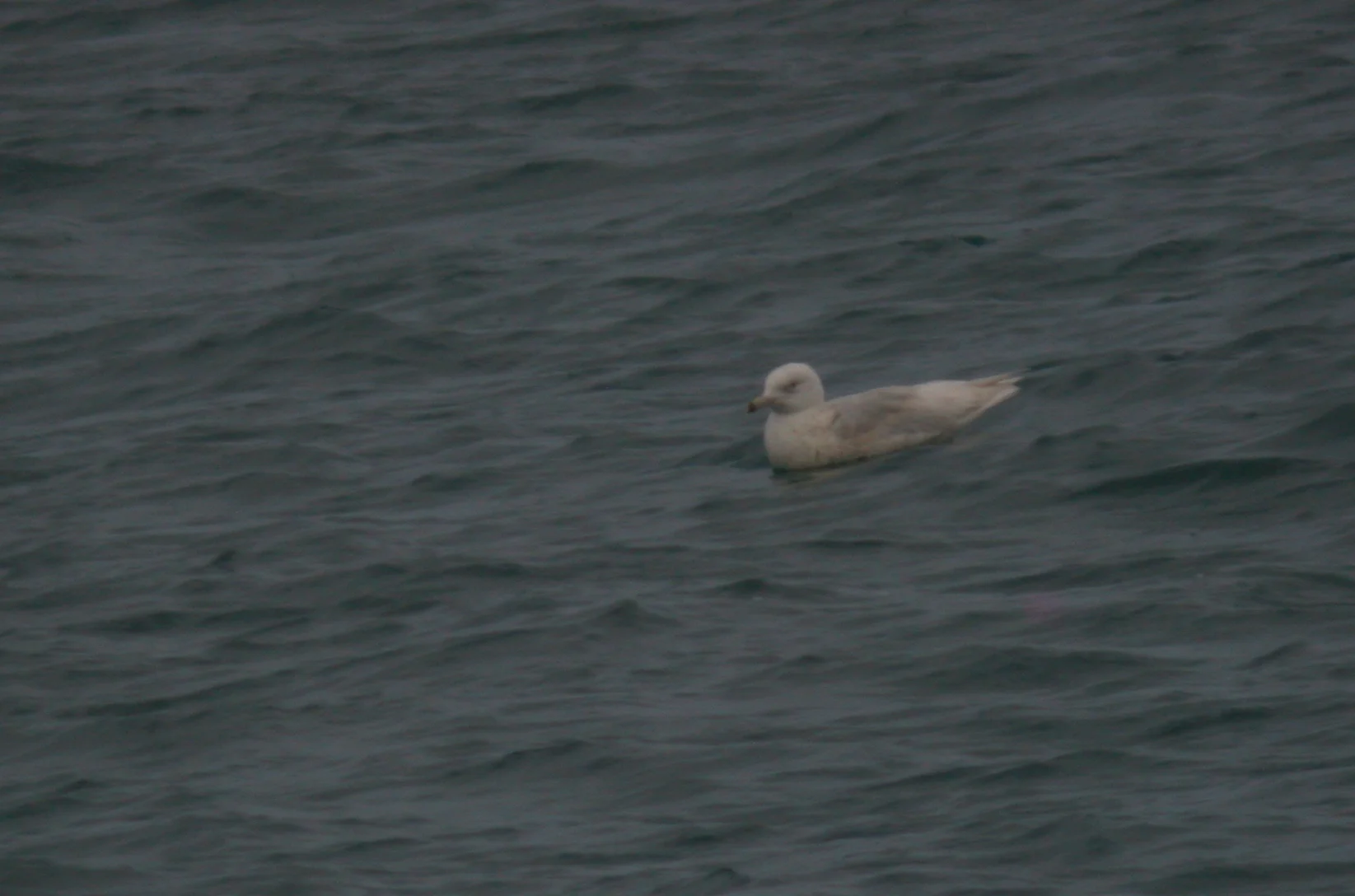 Glaucous Gull GHavres 9Jan12.JPG