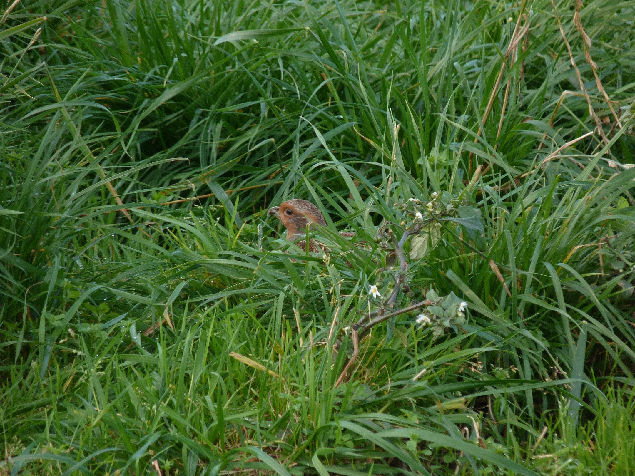 Grey Partridge RuedesHougues 21Oct12.JPG
