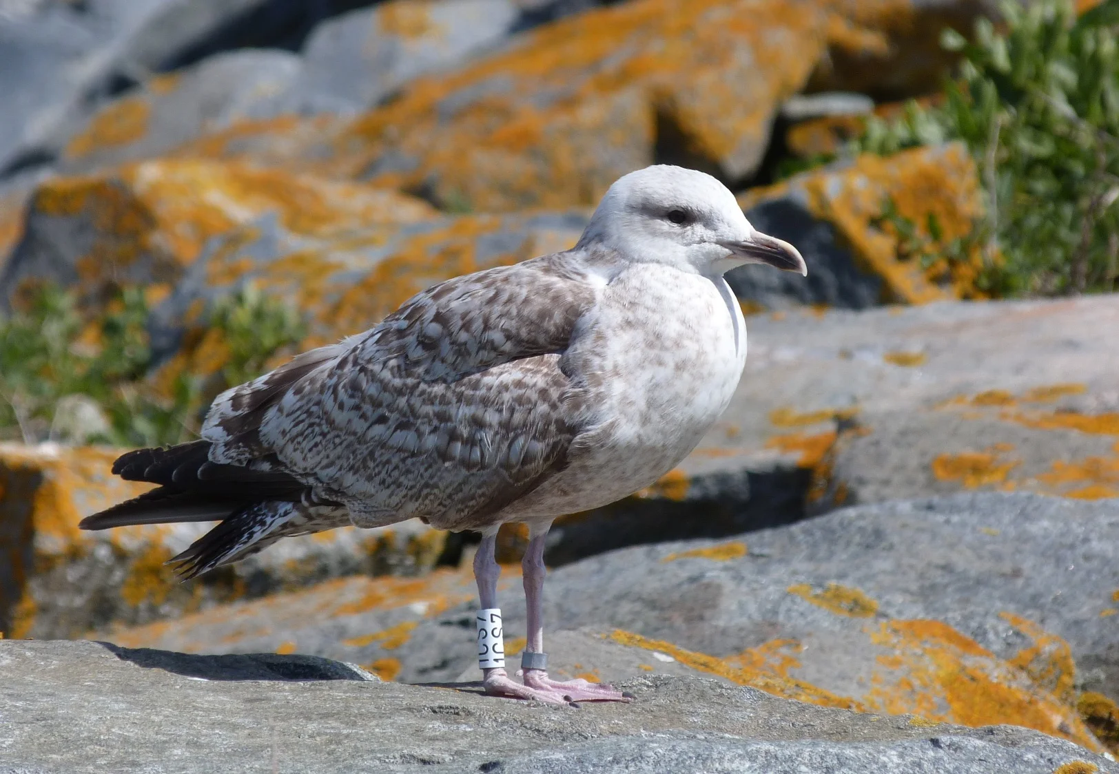Herring Gull LEree 16Apr12.JPG