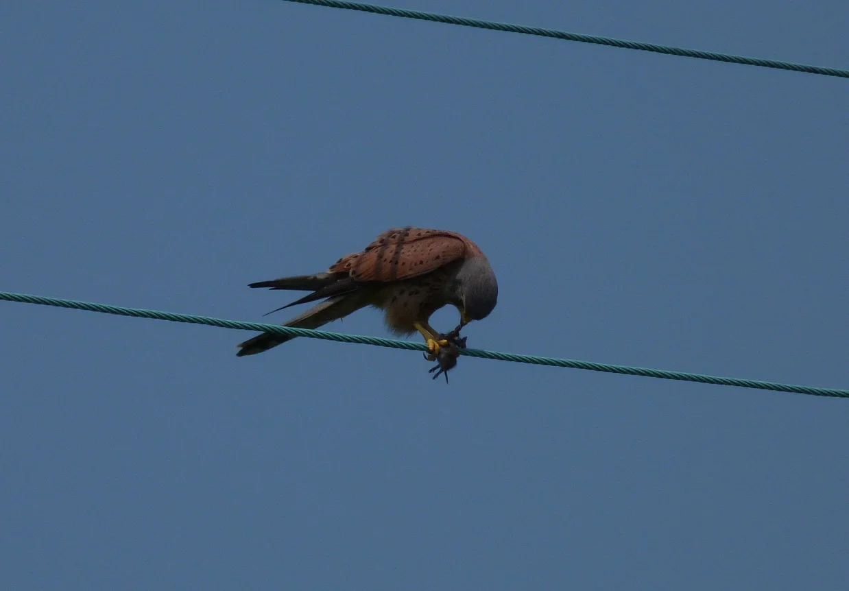 Kestrel RapRidge 24May12 c.JPG