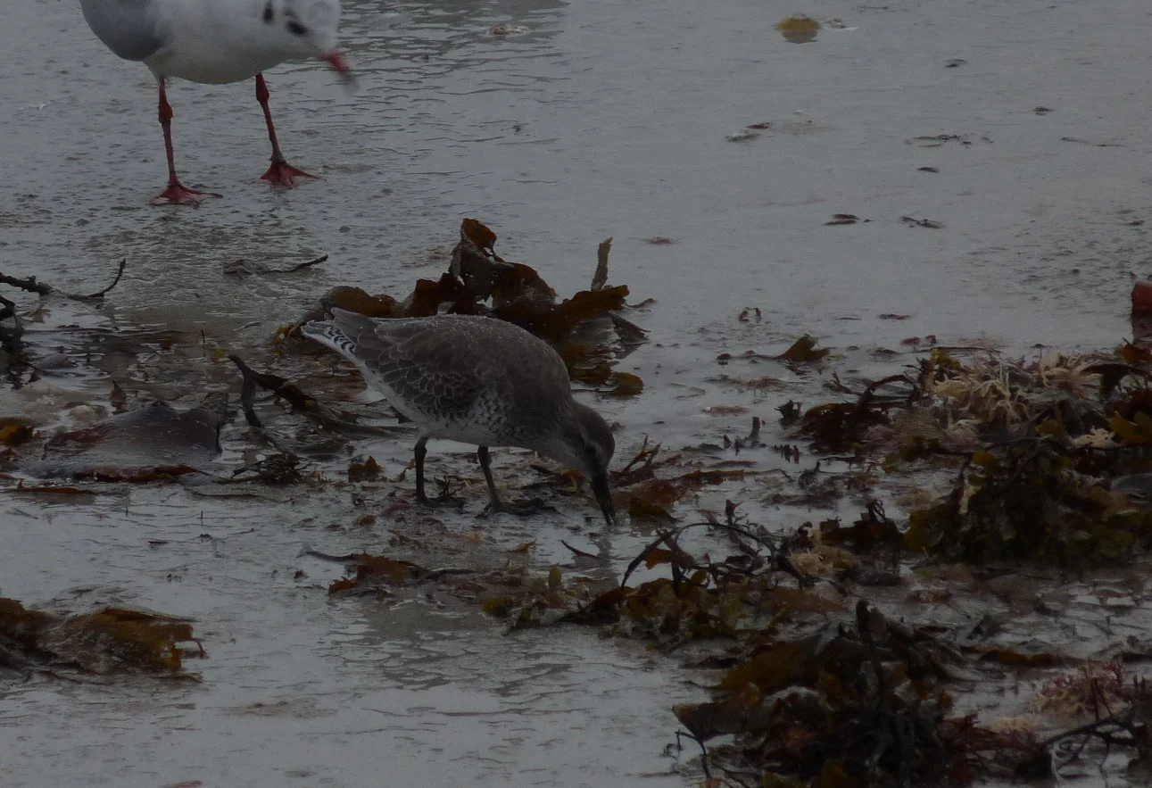 Knot Vaz 23Sep12.JPG