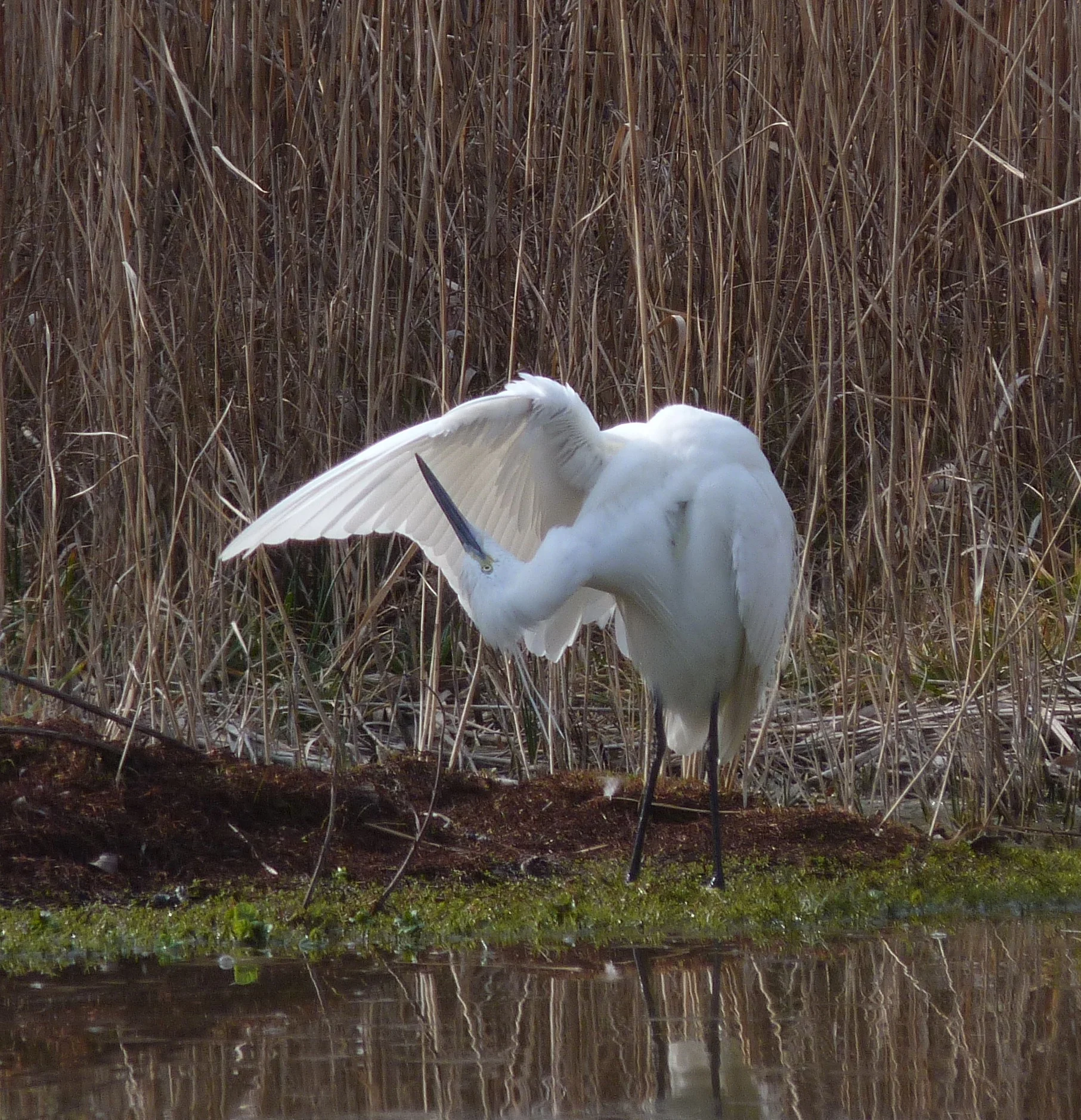 Little Egret RDB 1Mar12 a.JPG