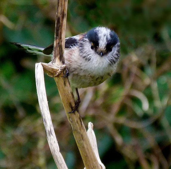 Long-tailed Tit RDB 1Mar12 b cr rez filtered.jpg