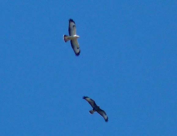 pale Buzzard STE 18Aug12 a.JPG