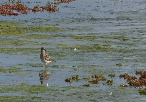 Pec Sand LEree 3Sep12.JPG