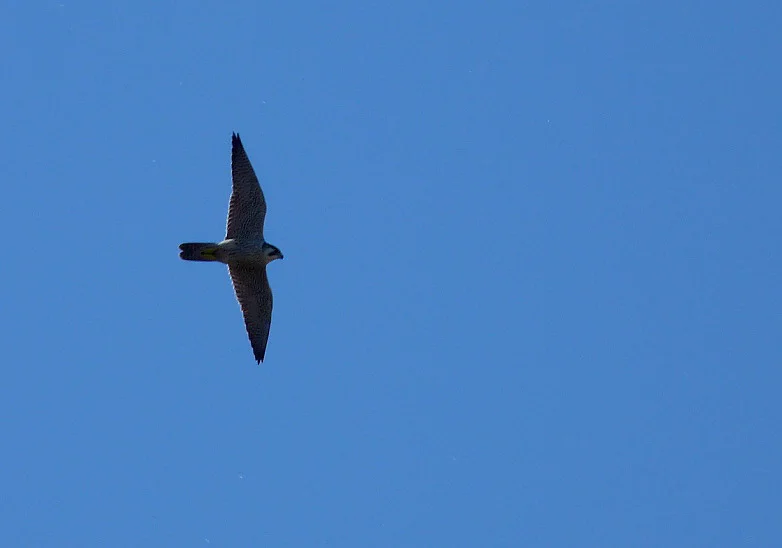 Peregrine STE 8Sep12.JPG