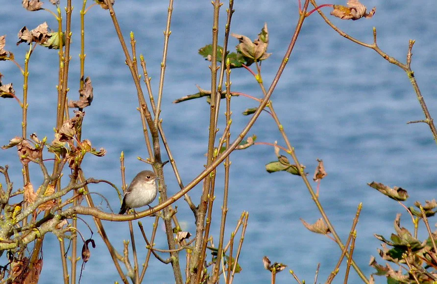Pied Flycatcher Plein 13Oct12 a cr.JPG