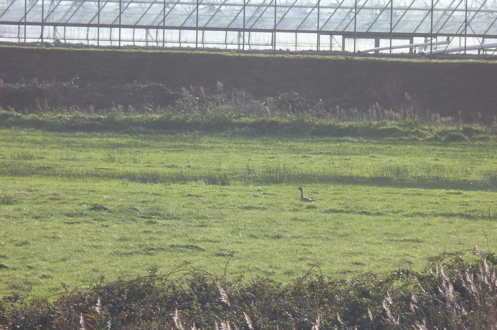 Pink-footed Goose VP 25Nov12.JPG