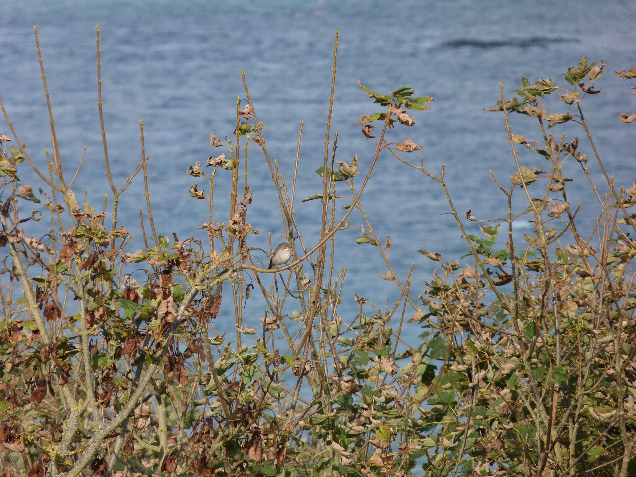 Pied Flycatcher Plein 13Oct12 a.JPG