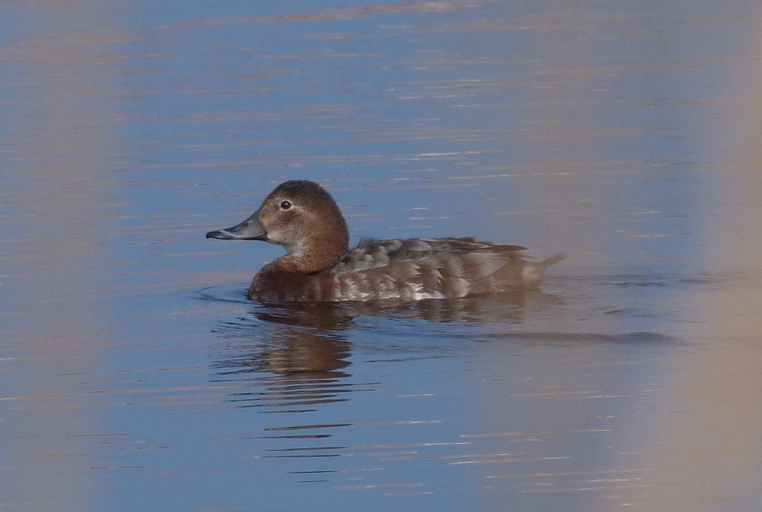 Pochard CM 14Mar12.JPG