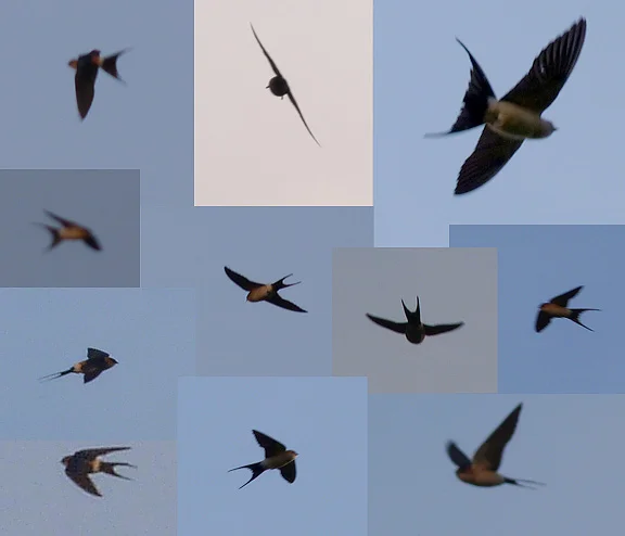 Red-rumped Swallow RDB 6Apr12 b.jpg