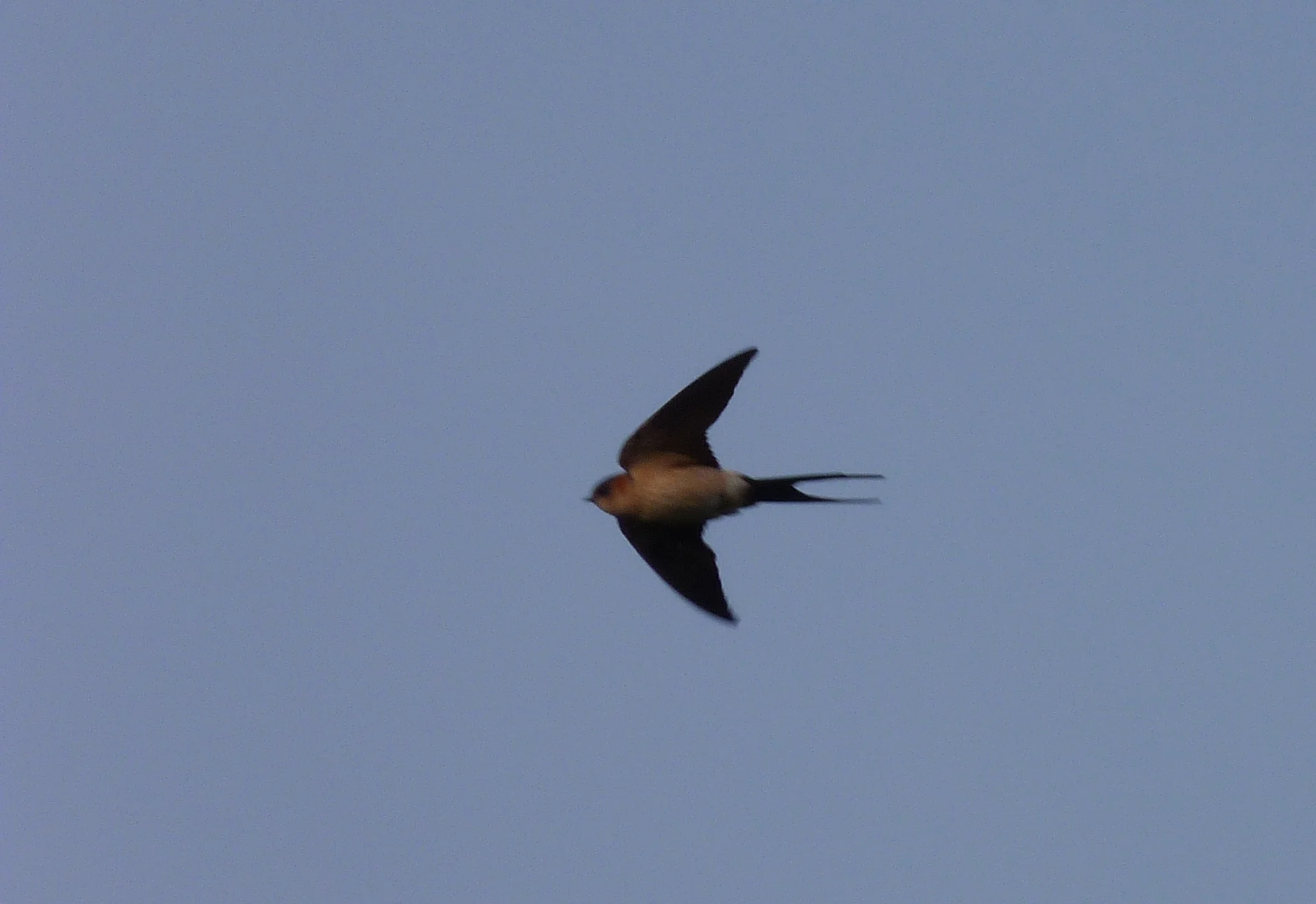 Red-rumped Swallow RDB 6Apr12 a.JPG