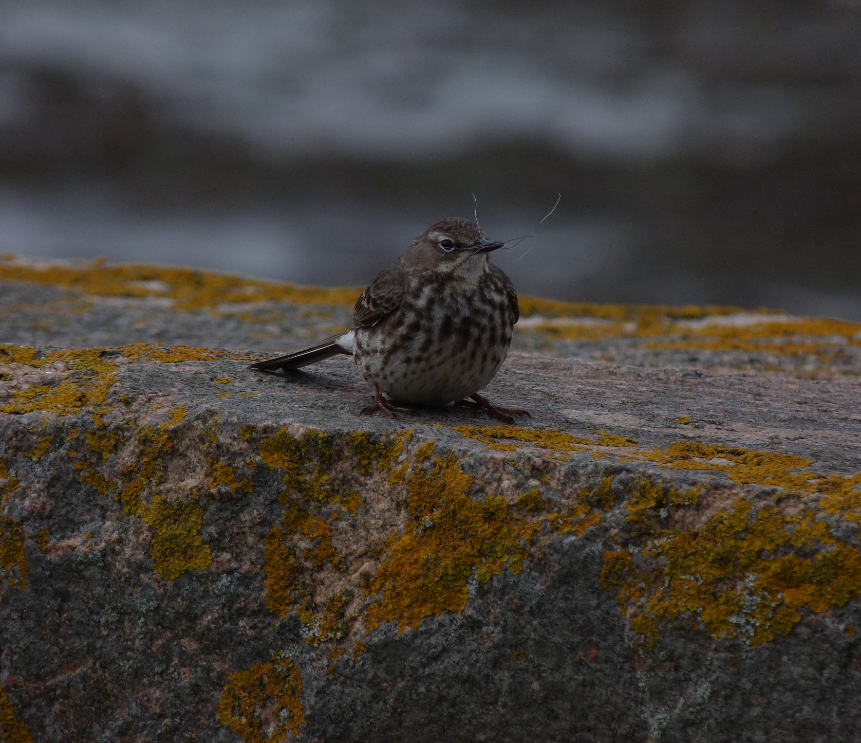 Rock Pipit FtHom 3May12 a.JPG