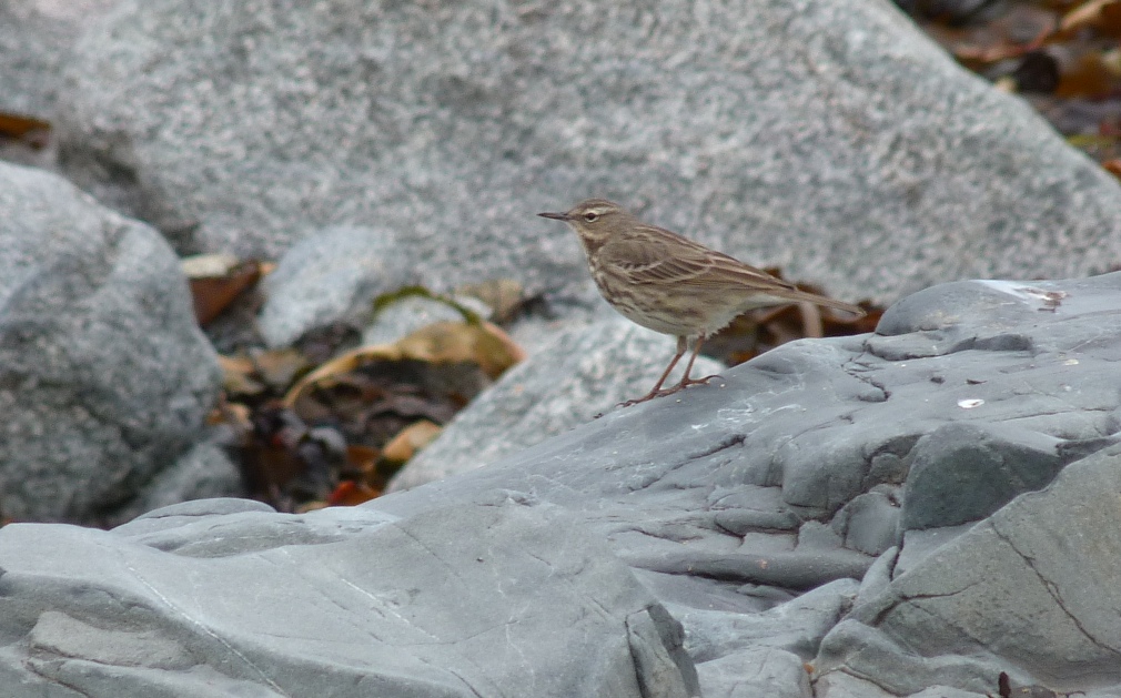 Scand Rock Pipit FLC 22Feb12 y.JPG