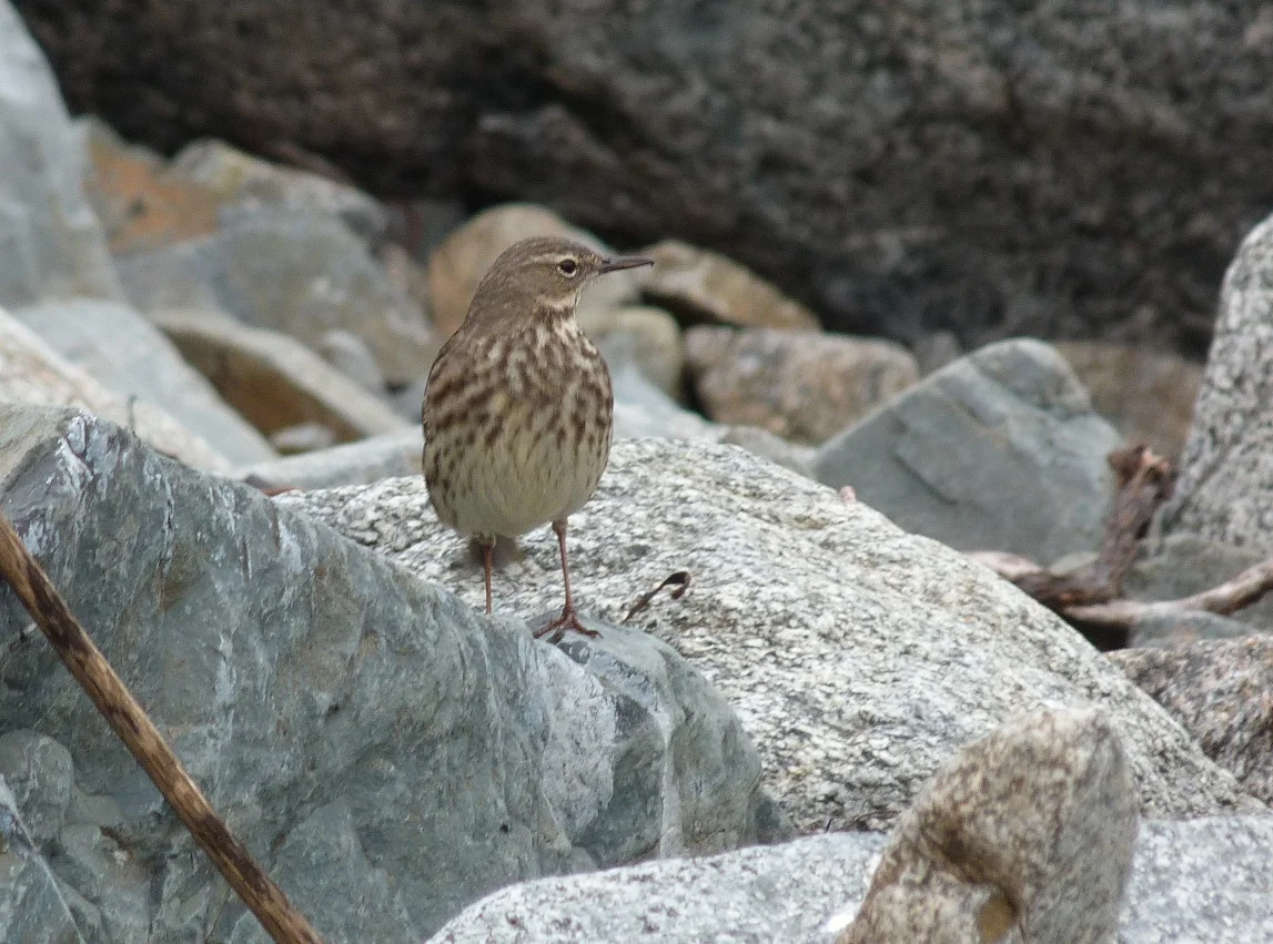 Scand Rock Pipit FLC 22Feb12 z.JPG