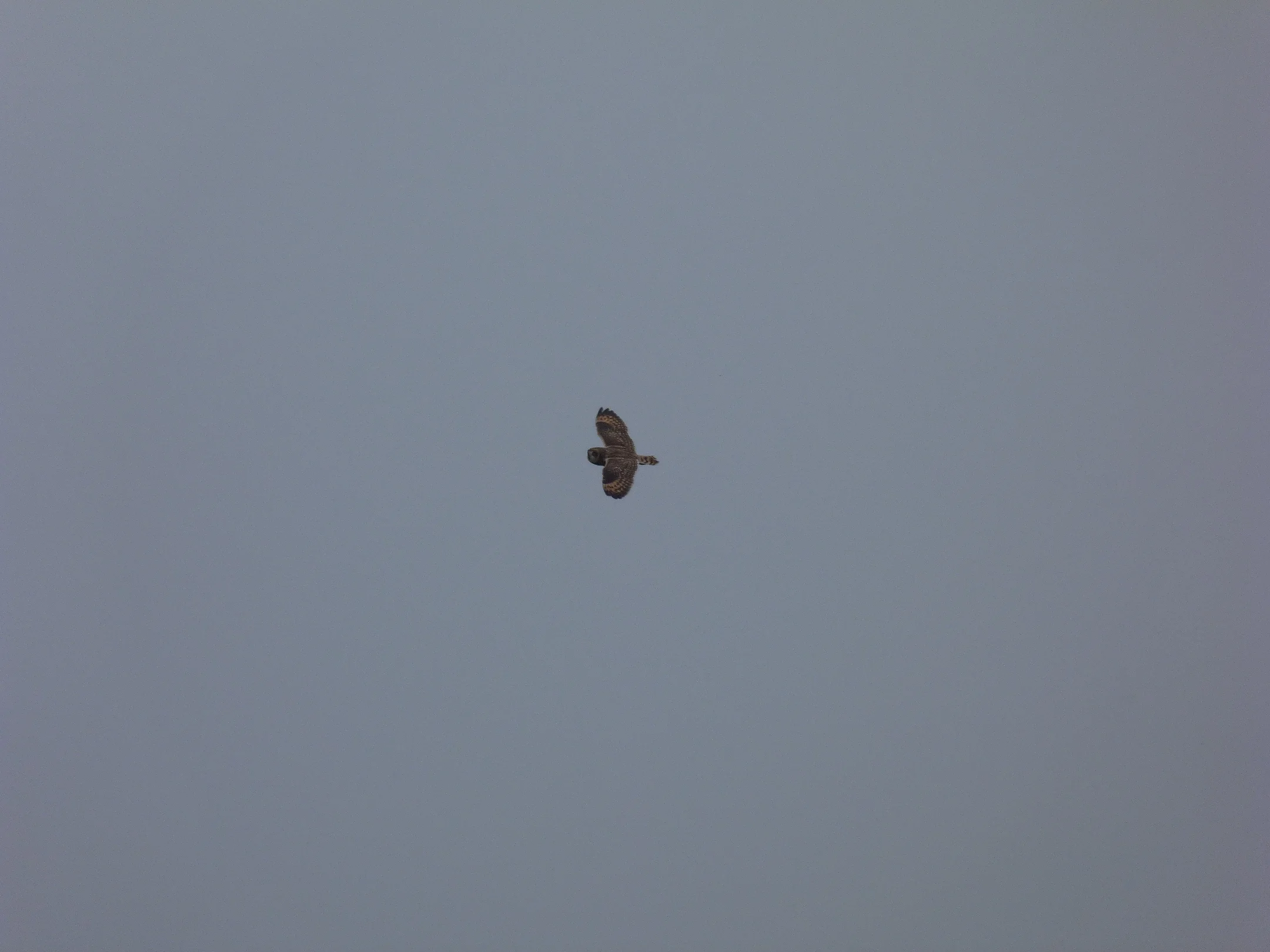 Short-eared Owl Plein 23Oct12 a.JPG