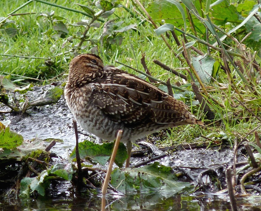 Snipe RDB 4Oct12.JPG