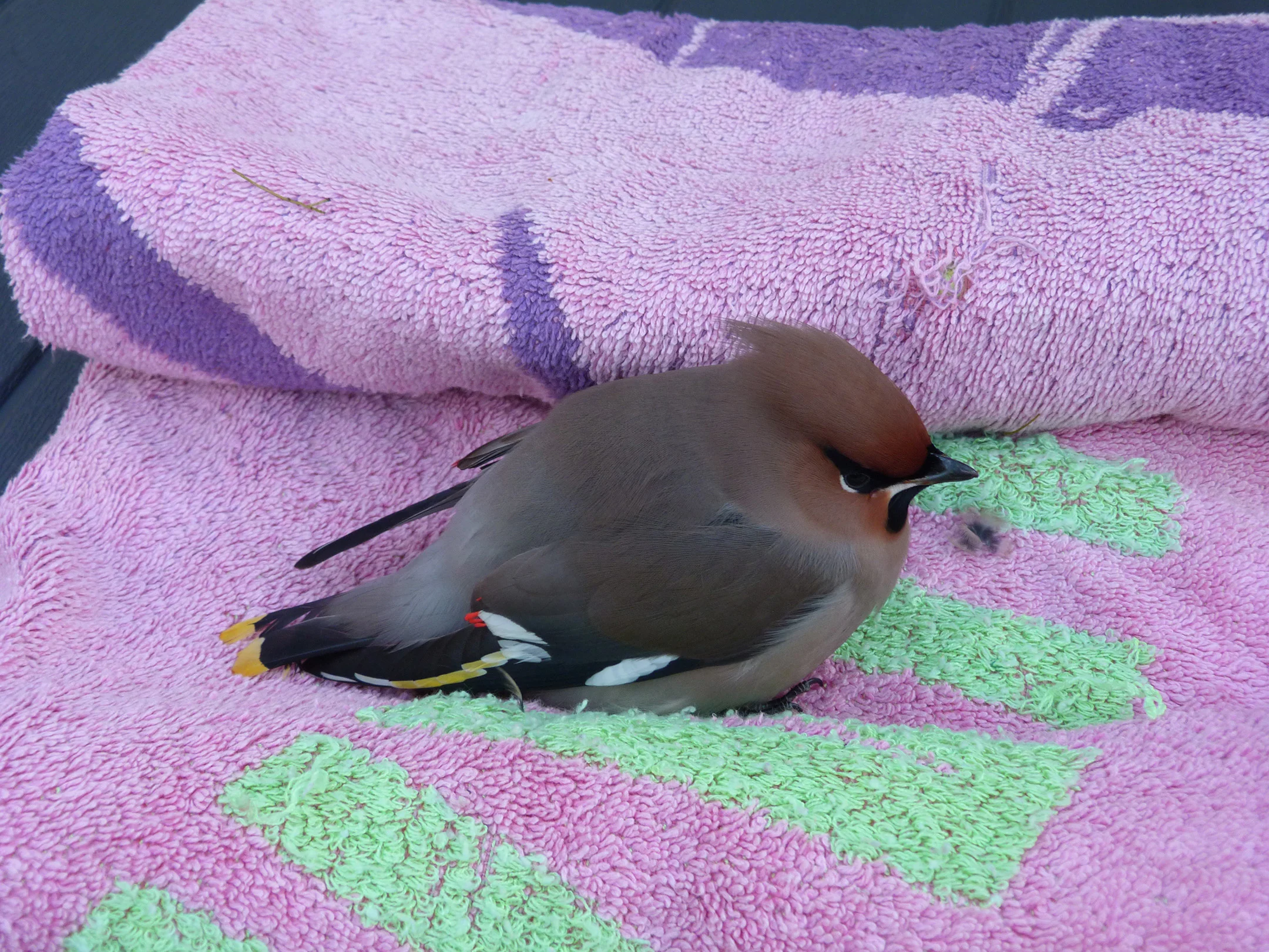 Waxwing StJacques 10Dec12 f.JPG