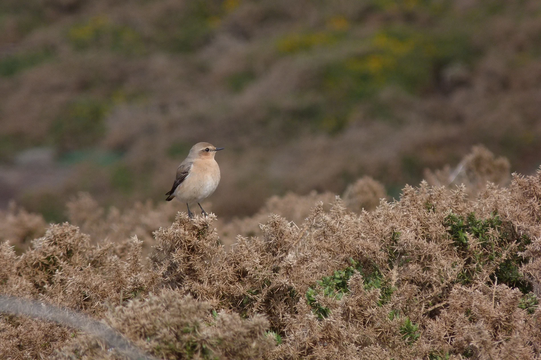 Wheatear Plein 14Apr12 a.JPG