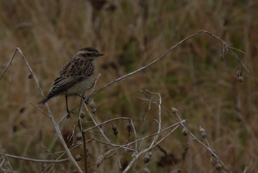 Whinchat FtHom 23Sep12.JPG