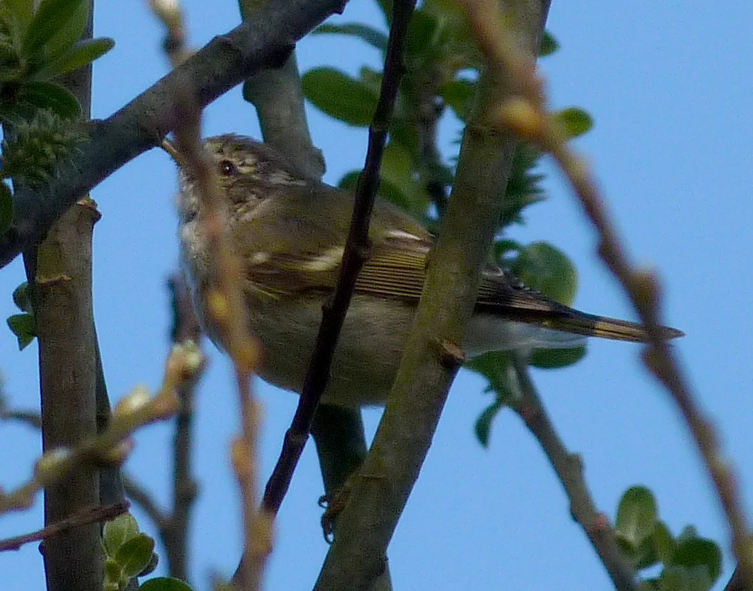 Yellow-browed Warbler MNord 28Mar12 c.JPG