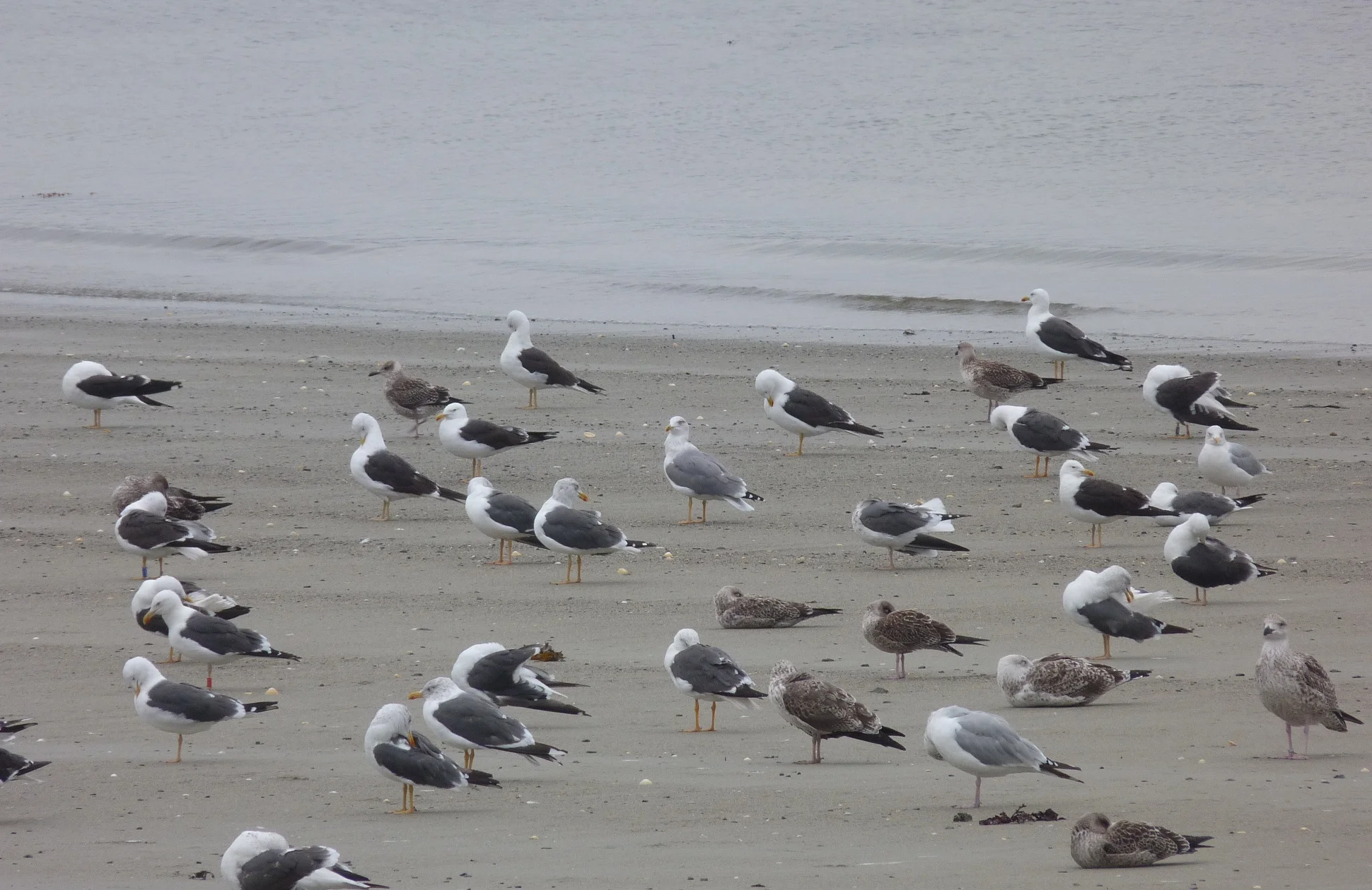 Yellow-legged Gull LEree 23Sep12.JPG