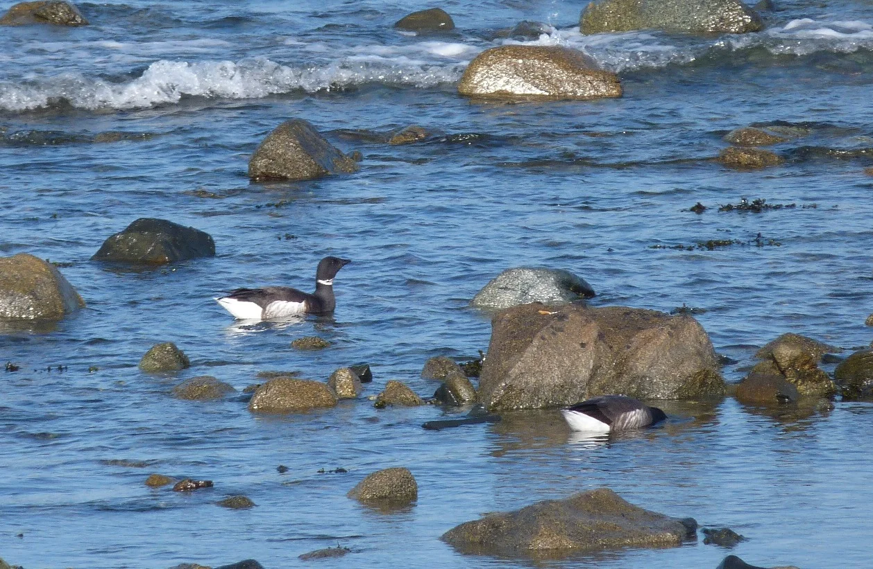 Black Brant FLC 19Feb13.JPG