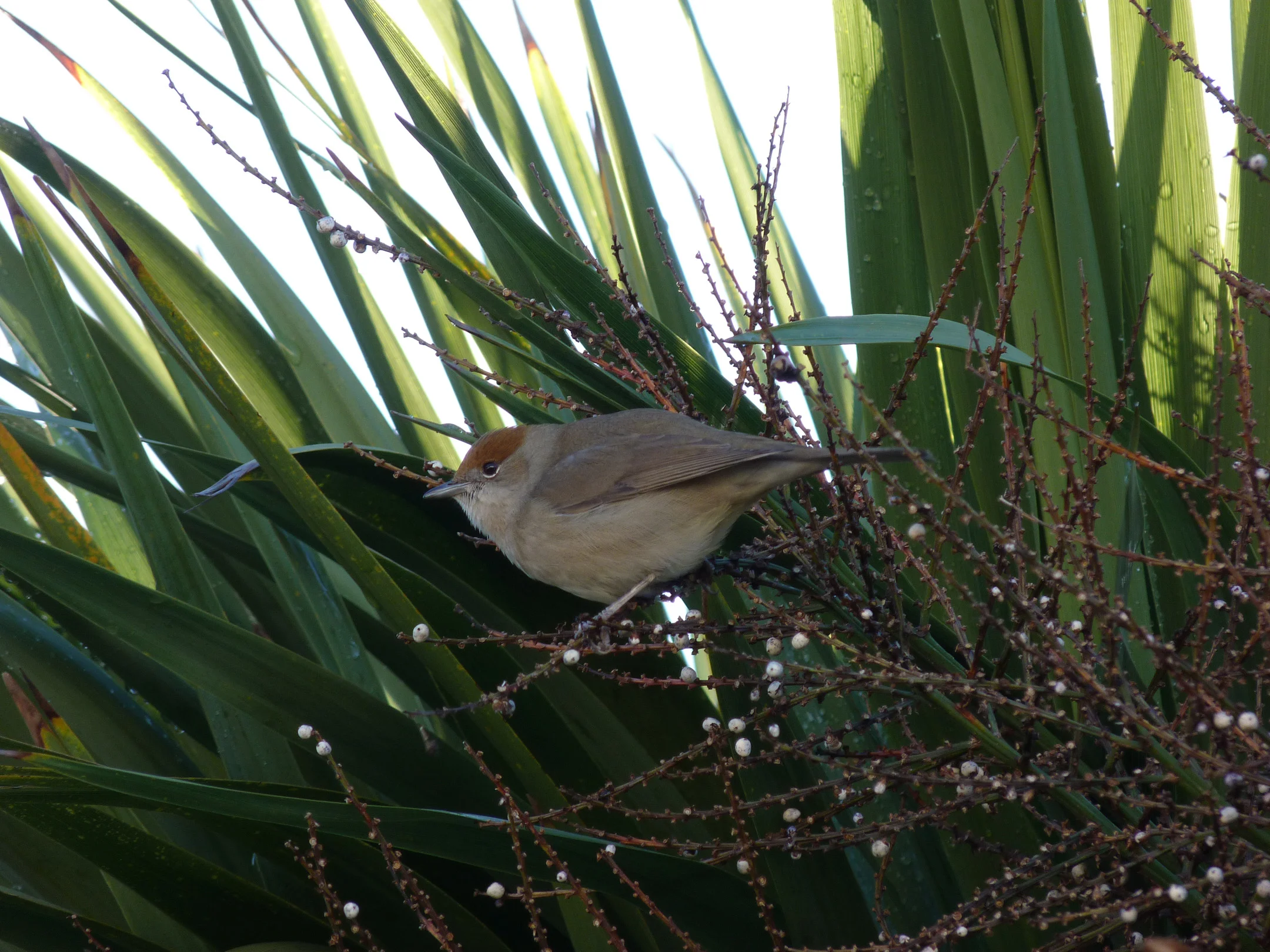 Blackcap STE 26Dec13.jpg