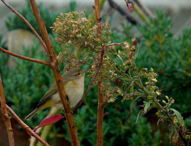 Chiffchaff STE 9Feb13.JPG