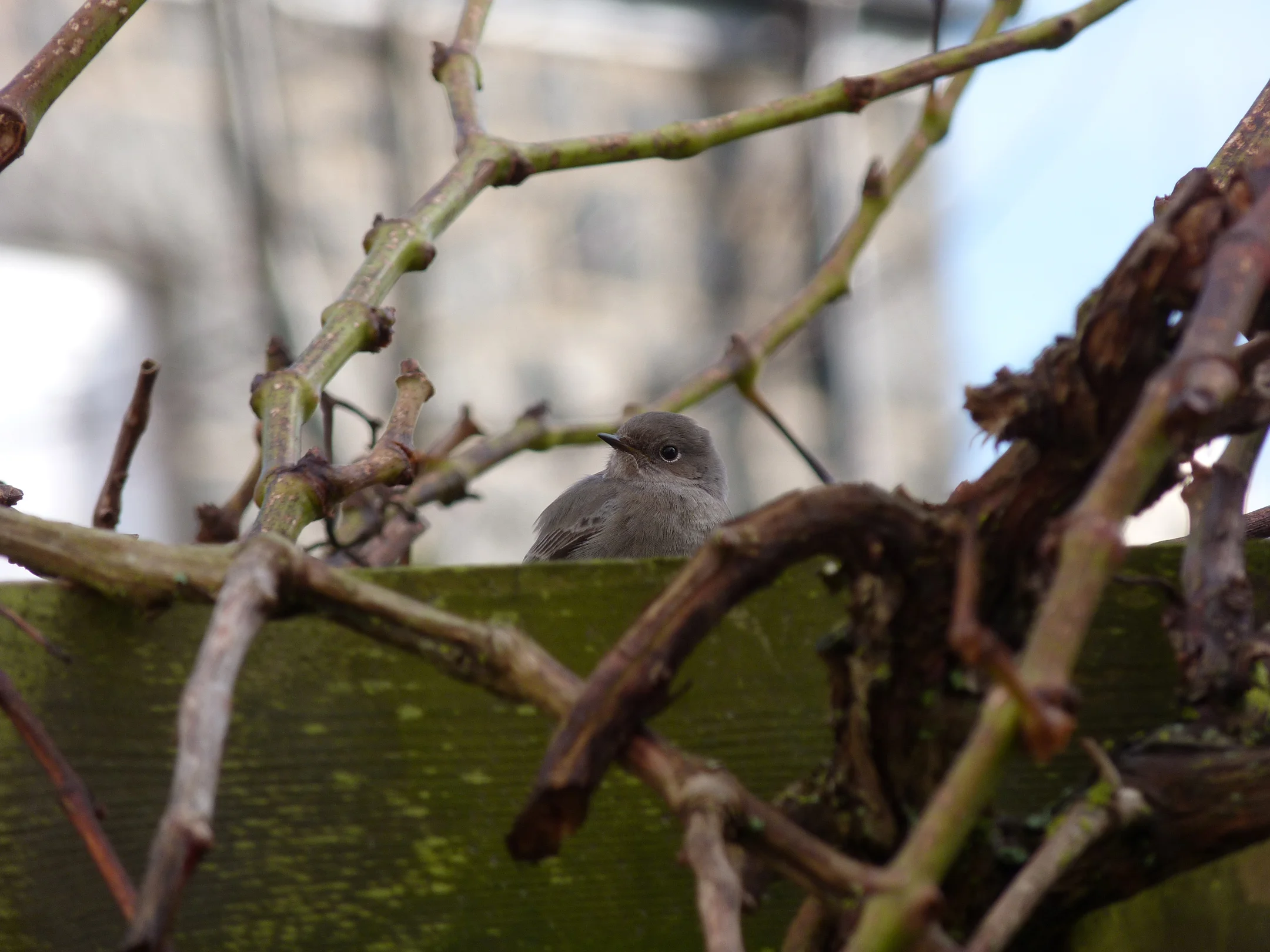 Black Redstart STE 28Dec13.jpg