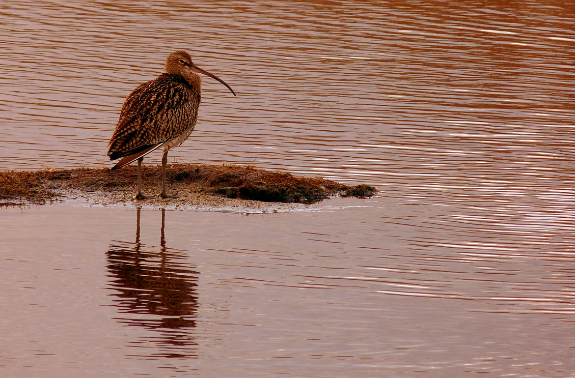 Curlew CM 28Dec13 ps2.jpg