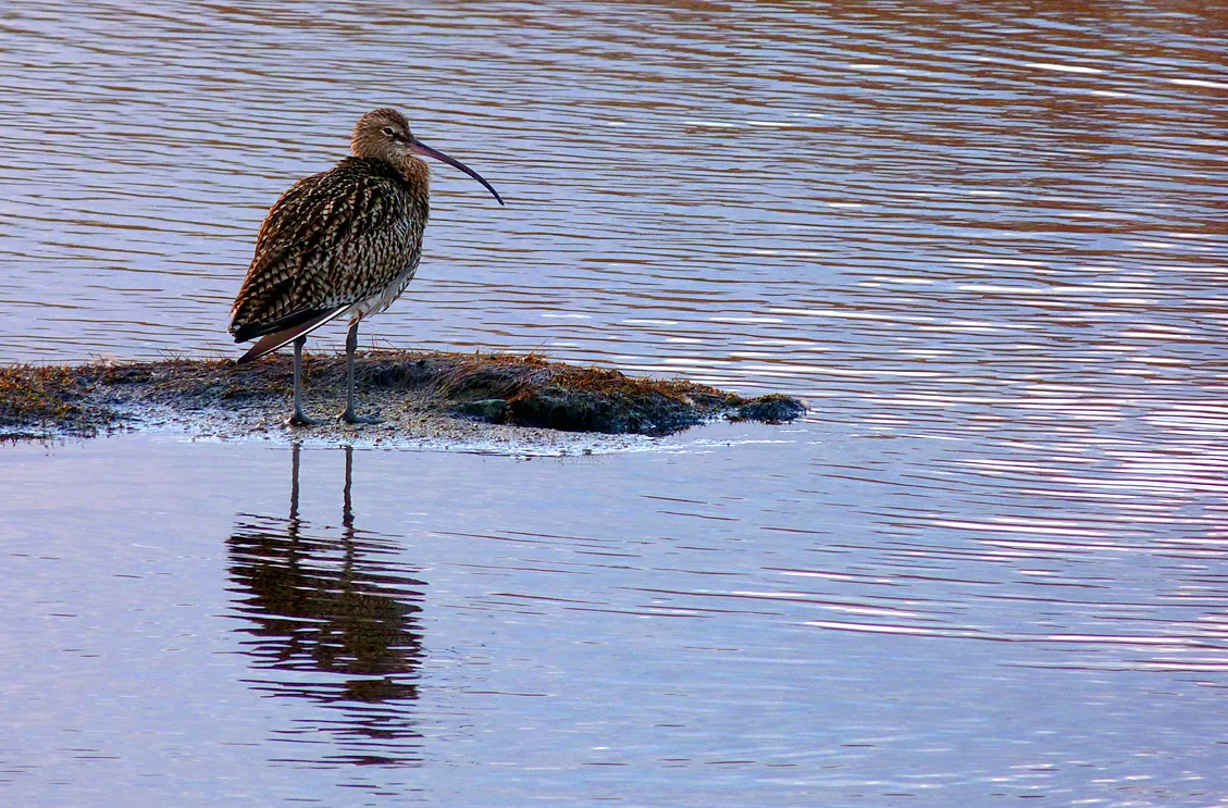 Curlew CM 28Dec13 ps5.jpg