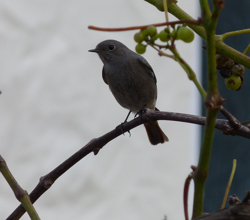 FL Black Redstart STE 1Dec13 .jpg